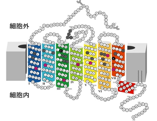 ロドプシンの構造模式図