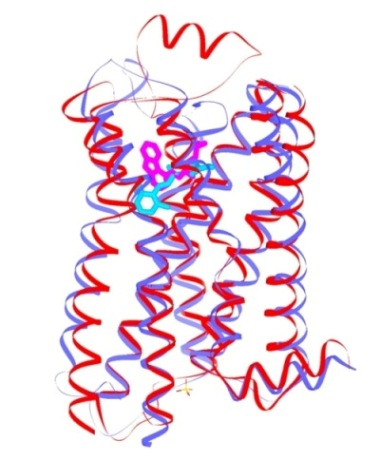 ロドプシン(青)とアドレナリン受容体(赤)の立体構造の重ね合わせ